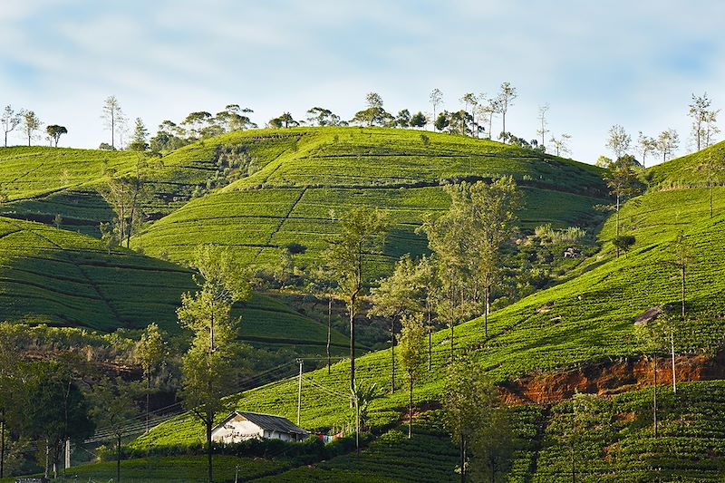 Best of du Sri Lanka en écolodge, entre découverte hors des sentiers battus et safari au milieu d'une nature préservée !