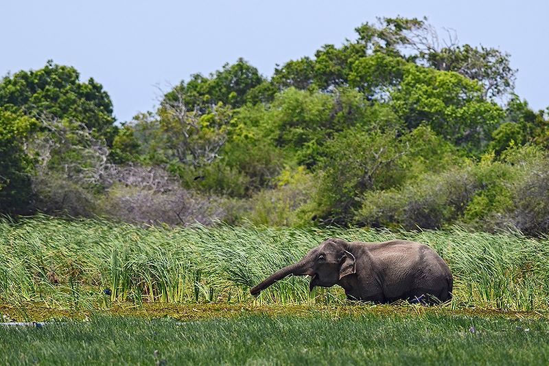 Best of du Sri Lanka en écolodge, entre découverte hors des sentiers battus et safari au milieu d'une nature préservée !