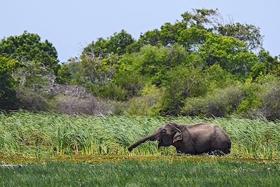 voyage Le Sri Lanka en écolodge