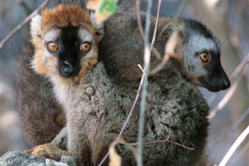 Lémuriens de Madagascar