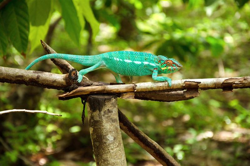 Caméléon dans la réserve de Lokobe - Nosy Be - Madagascar