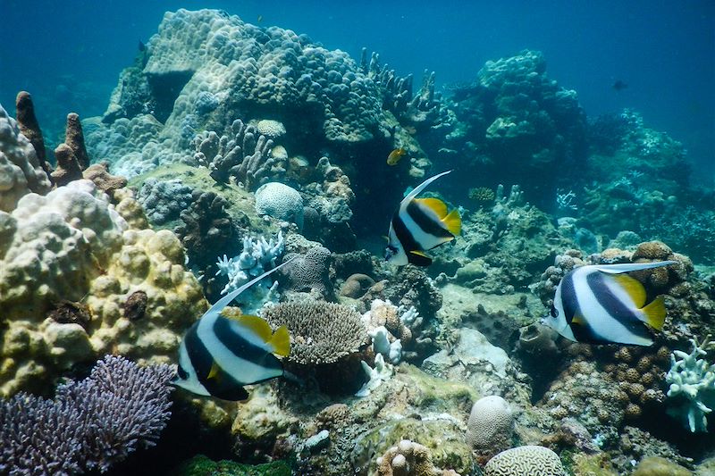 Nosy Tanikely - Madagascar