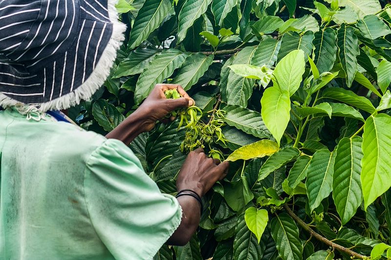 Cueillette des fleurs du Ylang-Ylang 