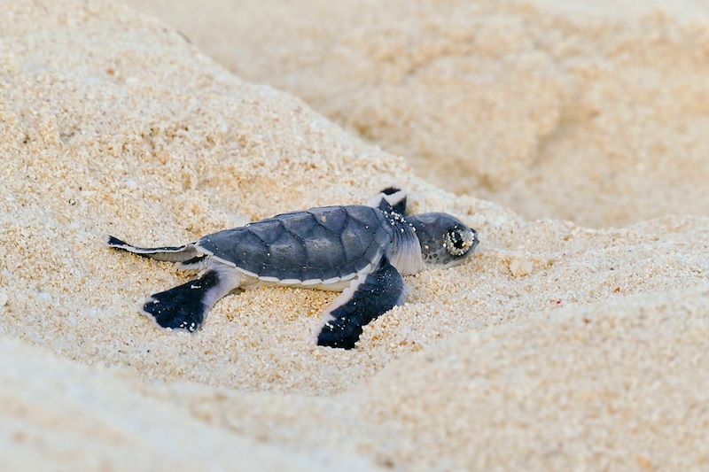 Tortue à Nosy Iranja - Madagascar