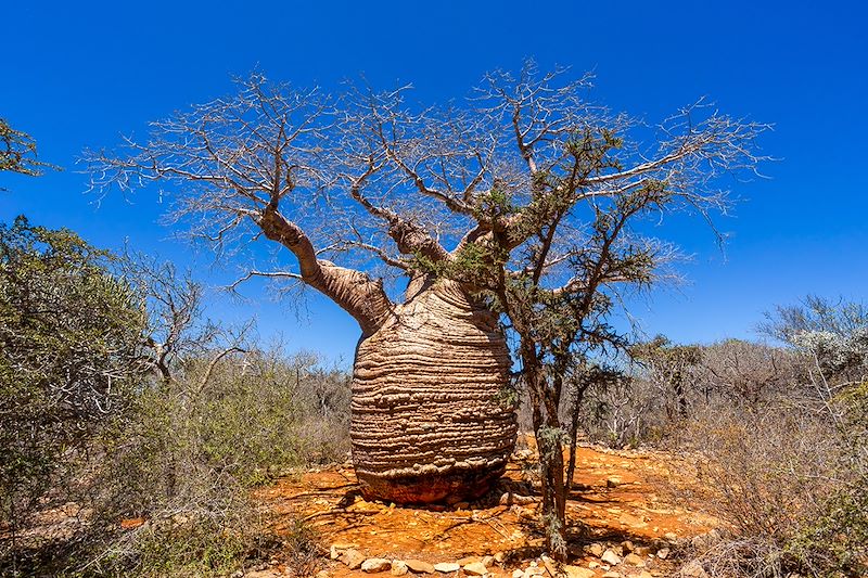 Un circuit guidé sur la RN7 et le sud est de Madagascar, de Tana à Tuléar puis d'Itampolo à Fort Dauphin hors des sentiers battus