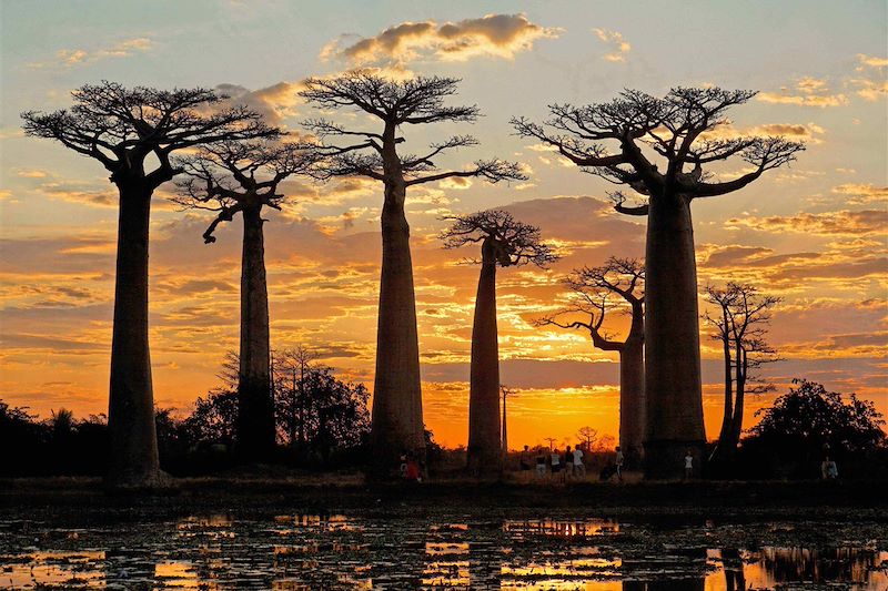 Voyage à Madagascar avec un guide avec la découverte de la célèbre allée des Baobabs et randonnée dans les Tsingy de Bemaraha