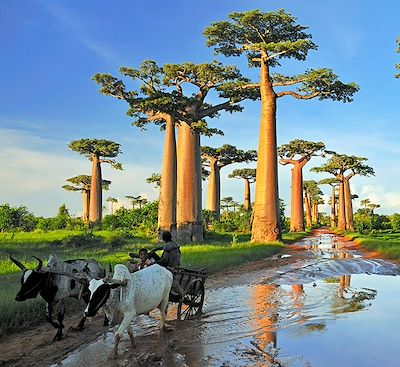 Trek et randonnée Madagascar