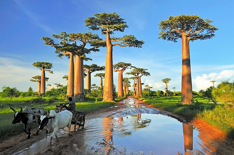 Voyage à Madagascar avec un guide avec la découverte de la célèbre allée des Baobabs et randonnée dans les Tsingy de Bemaraha