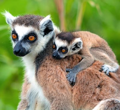 Voyages en famille Madagascar