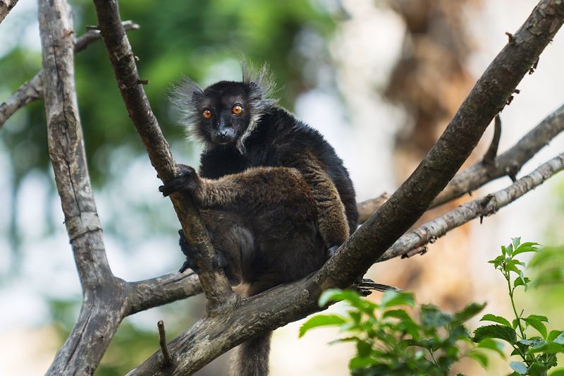 Lémurien - Réserve de Lokobe - Madagascar