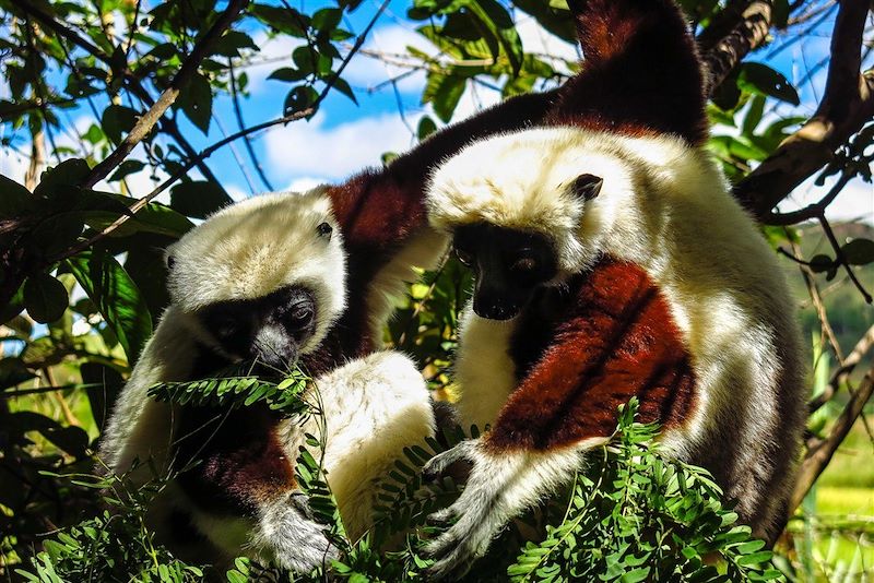 Lemur's Park - Madagascar