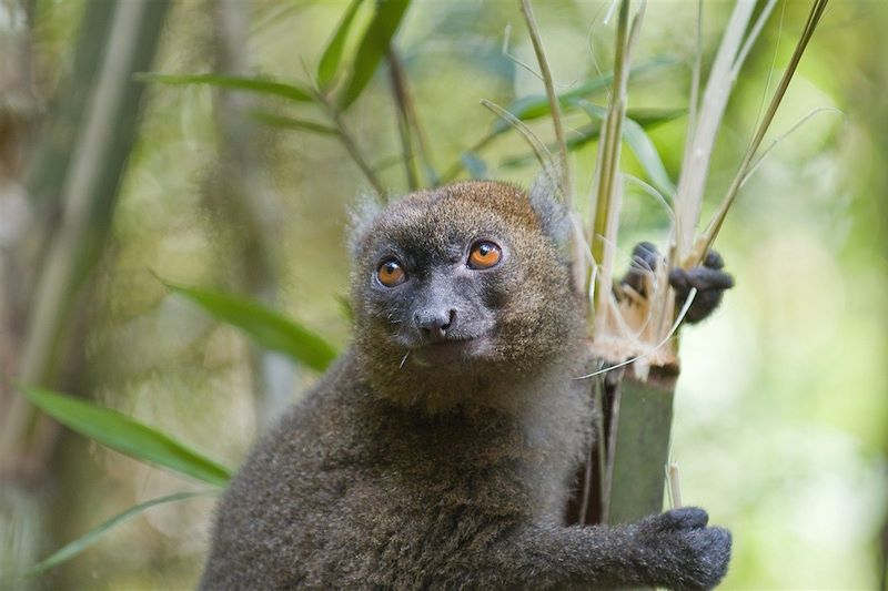 Hapalémur - Madagascar