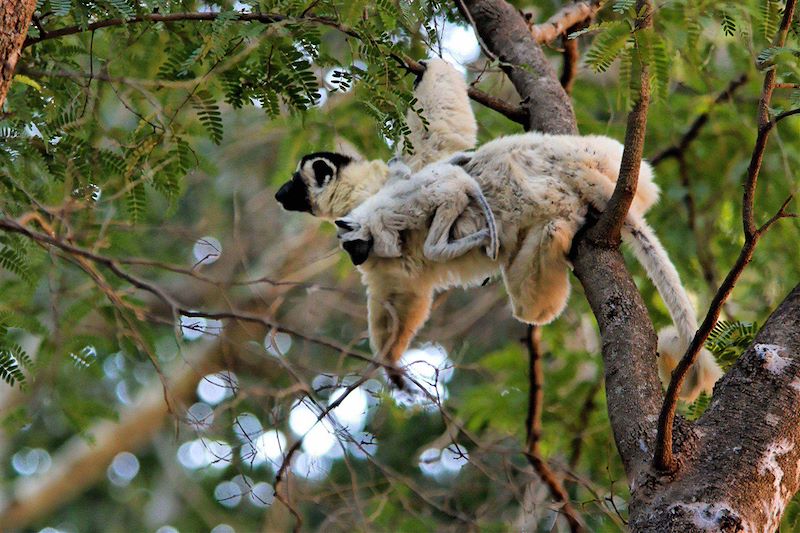 Voyage guidé à Madagascar sur la rivière Tsiribihina en pirogue et nuits en bivouac et découverte de l'Ouest en 14 jours