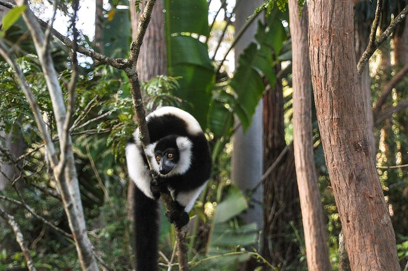 Voyage guidé à Madagascar sur la rivière Tsiribihina en pirogue et nuits en bivouac et découverte de l'Ouest en 14 jours