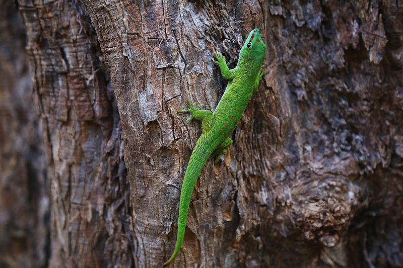 Gecko Vert de Madagascar - Madagascar