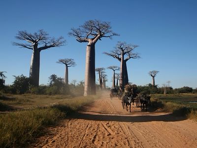 Voyage Madagascar