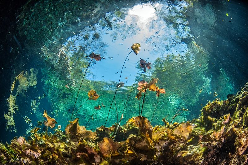 Le meilleur du Mexique, pensé pour les ados : cenotes, temples, villes colorées et histoire de la civilisation maya 