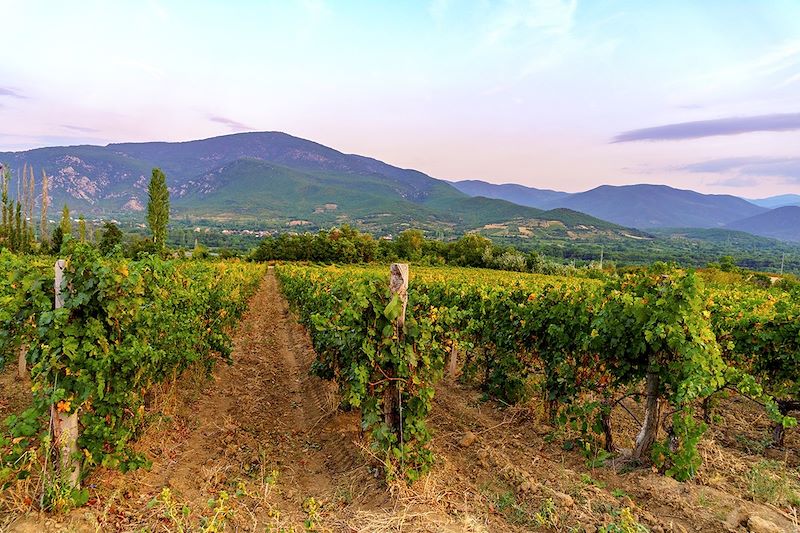 Vignoble à Demir Kapija - Région du Vardar - Macédoine du Nord