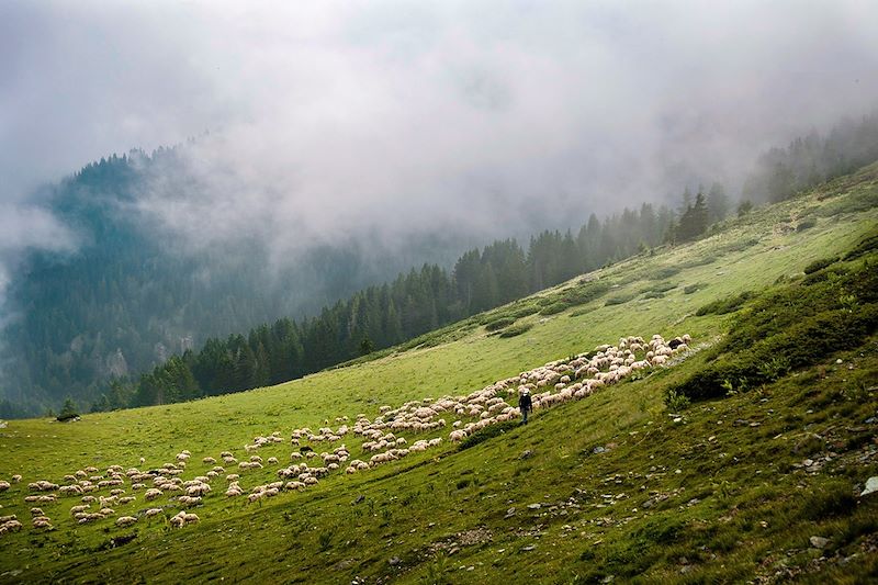 Troupeau de moutons dans les monts Shara - Macédoine du Nord