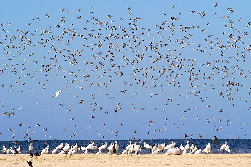 Oiseaux dans le parc national du Banc d'Arguin - Mauritanie