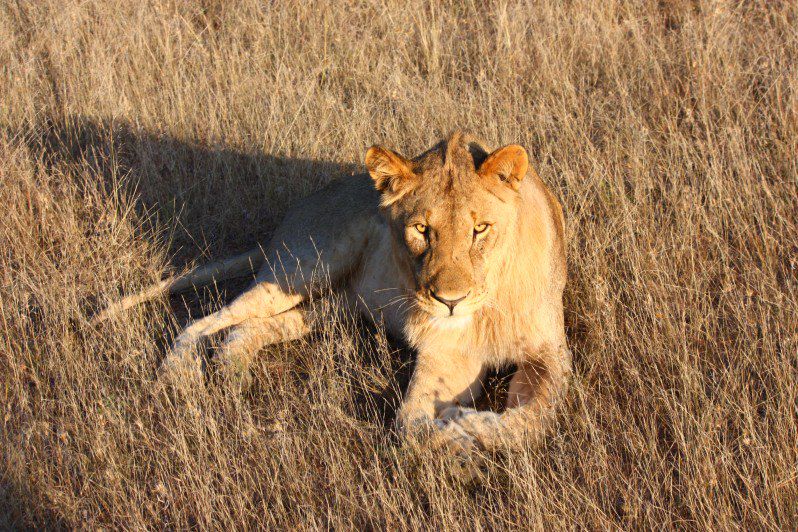 Voyage Famille Namibie, multi-activités avec vos ados: Canoë kayak, surf dans les dunes, safaris animaliers, rando dans le désert 