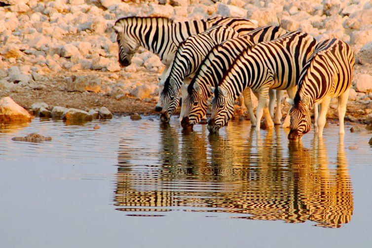 Voyage Famille Namibie, multi-activités avec vos ados: Canoë kayak, surf dans les dunes, safaris animaliers, rando dans le désert 