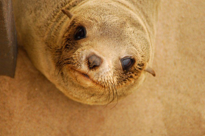 Voyage Famille Namibie, multi-activités avec vos ados: Canoë kayak, surf dans les dunes, safaris animaliers, rando dans le désert 