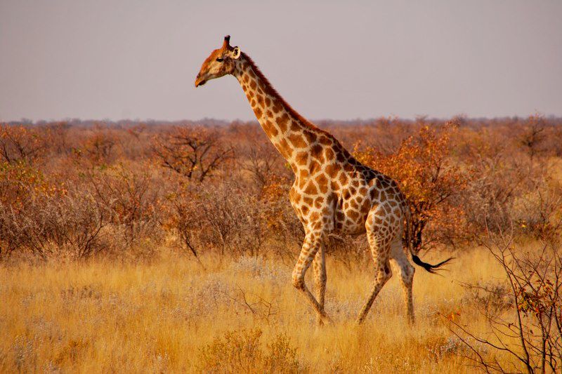 Voyage Famille Namibie, multi-activités avec vos ados: Canoë kayak, surf dans les dunes, safaris animaliers, rando dans le désert 