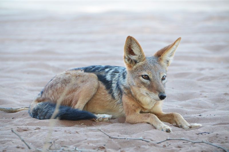 Voyage Famille Namibie, multi-activités avec vos ados: Canoë kayak, surf dans les dunes, safaris animaliers, rando dans le désert 