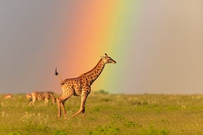 voyage De la Namibie à Victoria Falls