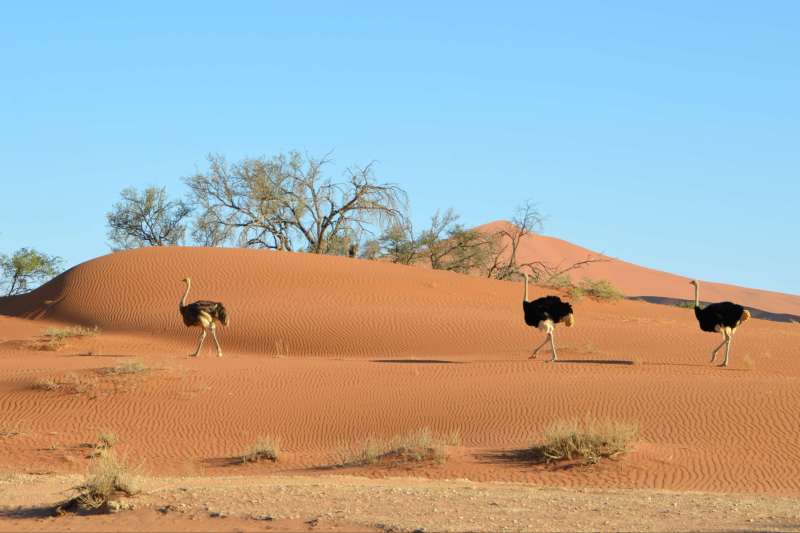 Le désert du Namib, côté angolais !