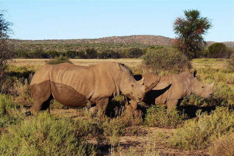 Rhinocéros - Namibie