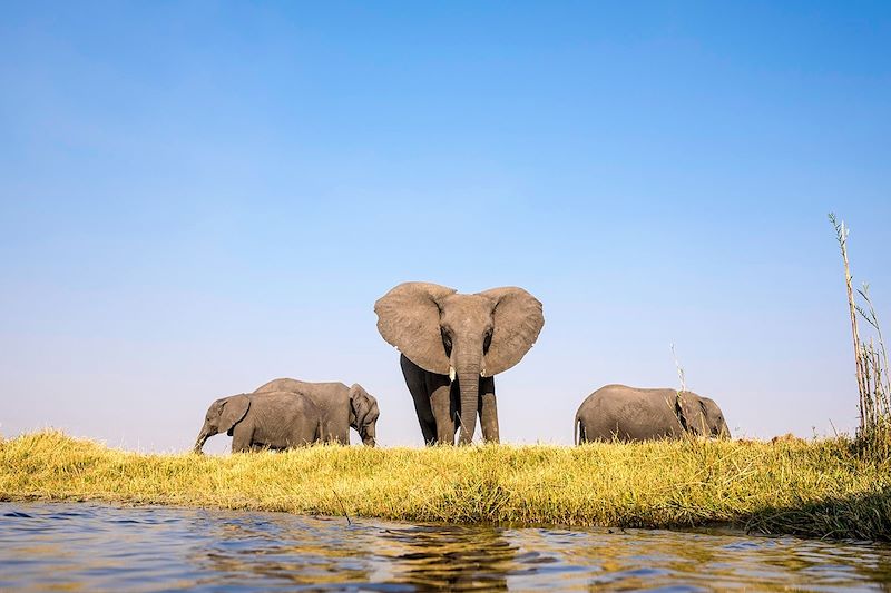 Eléphants dans le Parc national de Chobe - Botswana
