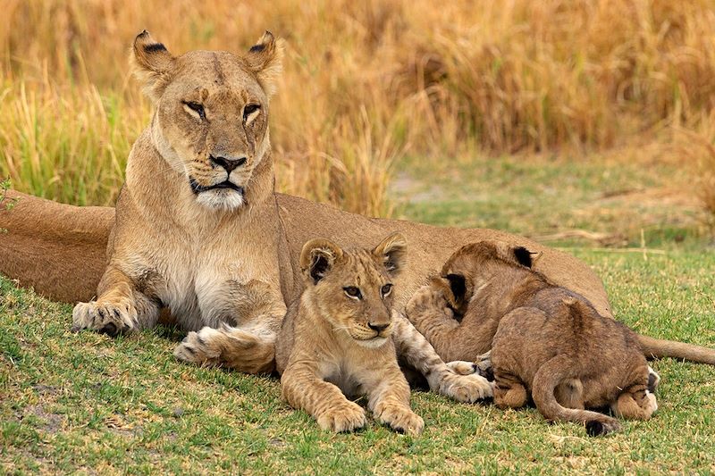 Lionne et ses lionceaux - Botswana