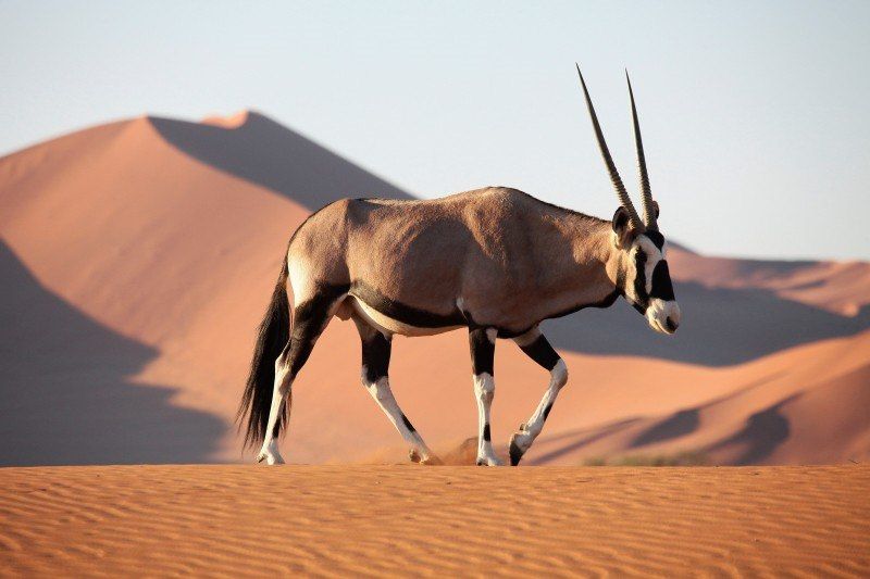 Oryx en Namibie