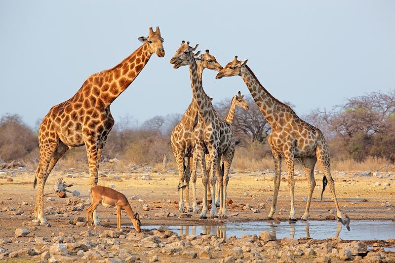 Girafes dans le parc national d'Etosha - Namibie