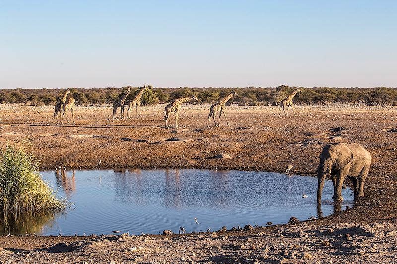 Parc National d'Etosha - Namibie
