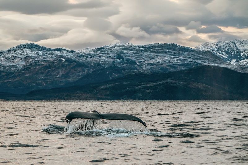 Observation des aurores boréales à Tromso et balades à raquette en immersion dans le Grand Blanc