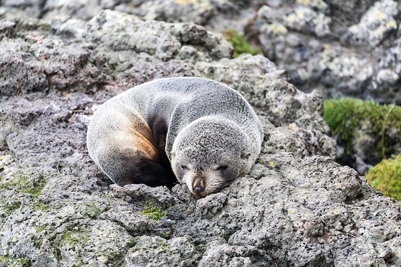 Stage photo nature sur les sites exceptionnels de l'île du sud de la Nouvelle-Zélande