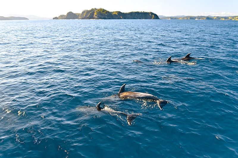 Banc de dauphins - Nouvelle-Zélande
