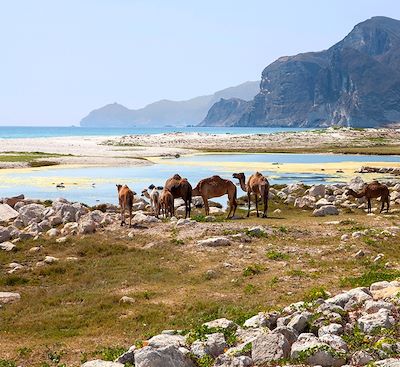 Circuits en petit groupe Oman