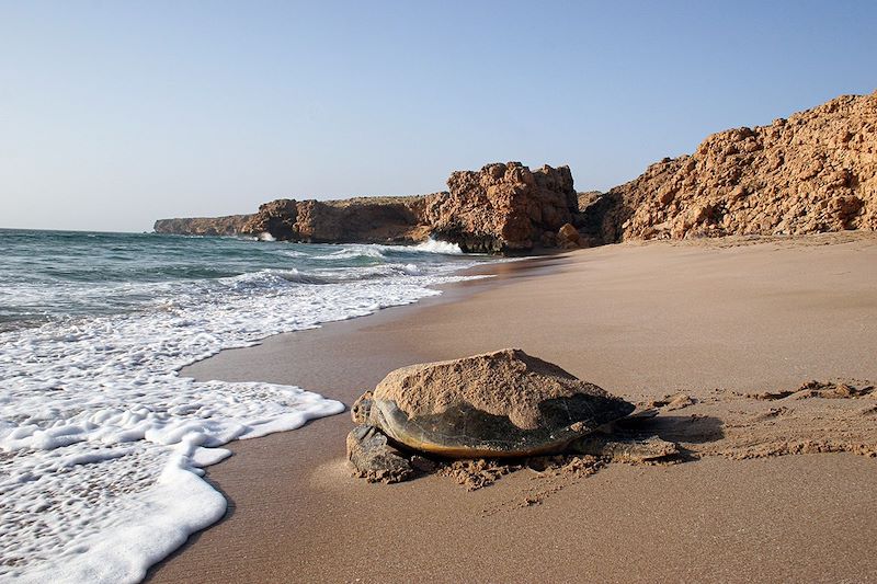 Plage de Ras al Jinz : observation des tortues - Oman