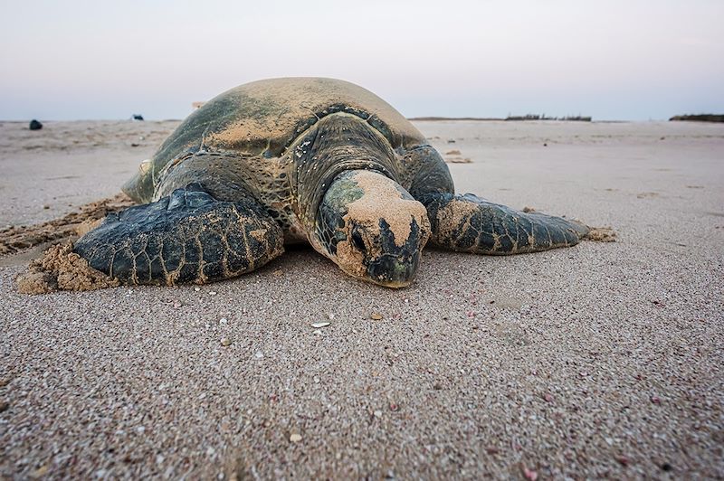 Tortue à Ras Al Hadd - Oman