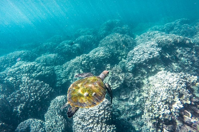 Voyage au Musandam avec chauffeur, navigation en Dhow, Kayak et rando au Wadi Ain puis découverte de Dubaï 