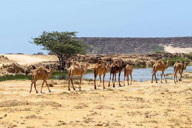 Dhofar - Oman 