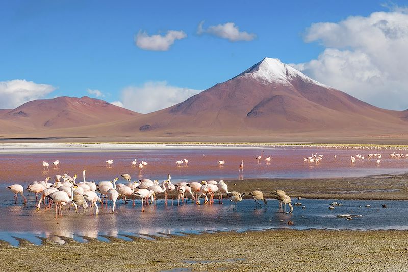 Randos et découvertes du désert d'Atacama à la Vallée Sacrée des Incas, via les Machu Picchu, lac Titicaca et salar d'Uyuni