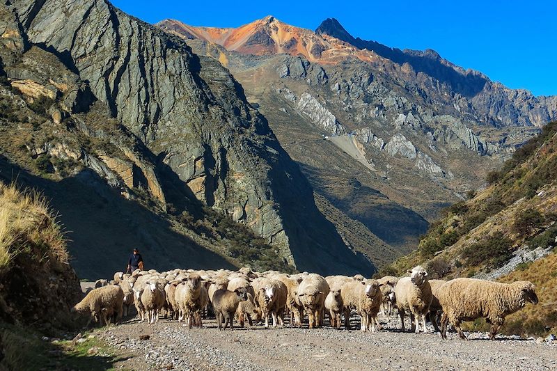 Berger et son troupeau dans la cordillère Huayhuash - Pérou