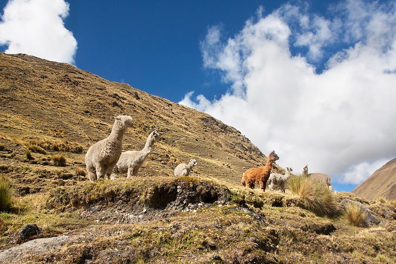 Trek du Lares de Cochayoc à Patacancha - Pérou
