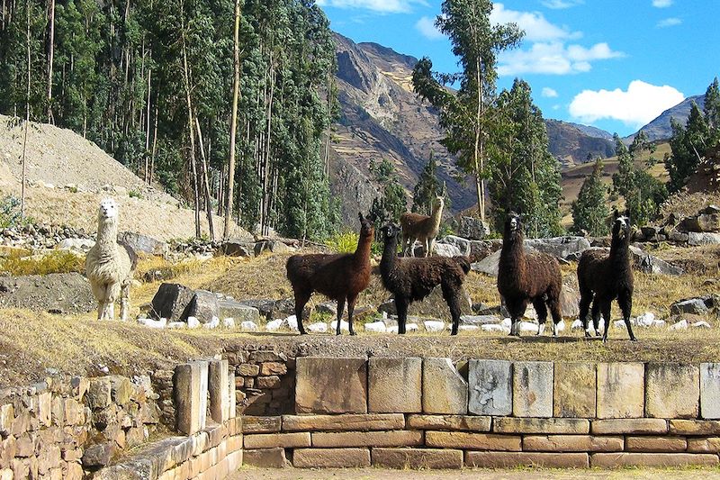Lamas dans les ruines de Chavín de Huántar - Áncash - Pérou