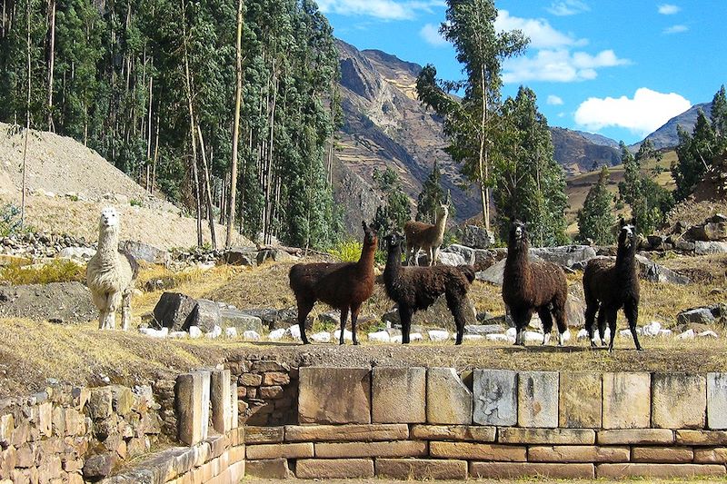 Lamas dans les ruines de Chavín de Huántar - Áncash - Pérou